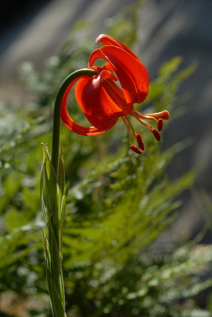 Lilium chalcedonicum