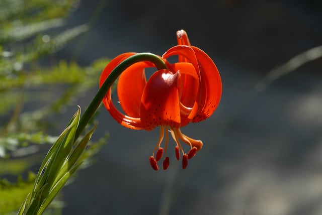 Lilium chalcedonicum