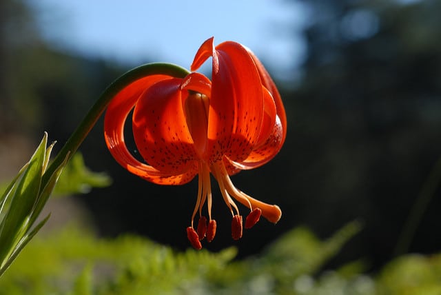 Lilium chalcedonicum