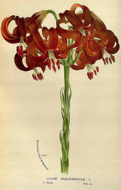Lilium chalcedonicum