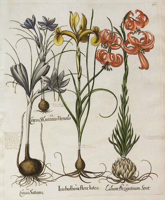 Lilium chalcedonicum