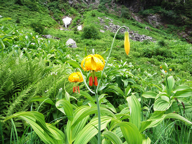 Lis de colombie (Lilium columbianum)
