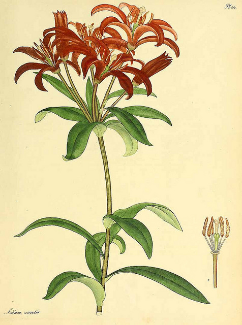 Lilium concolor (Lilium concolor)