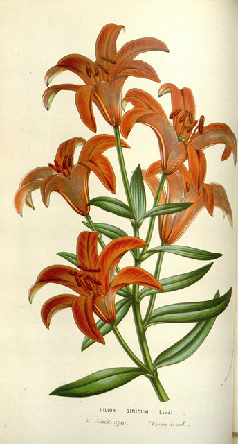 Lilium concolor