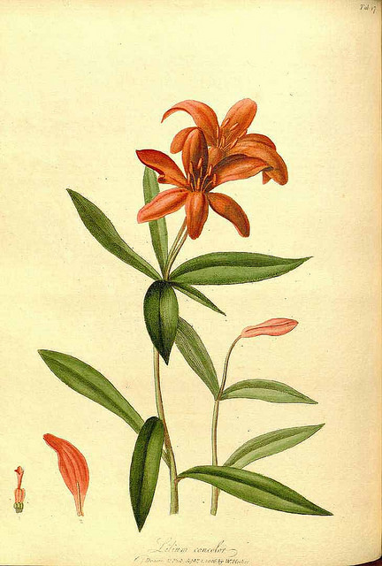 Lilium concolor