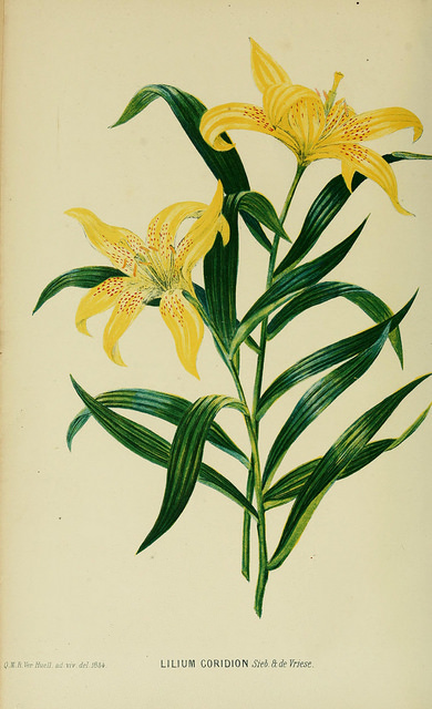 Lilium concolor