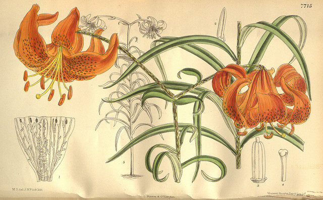 Lys (Lilium davidii)