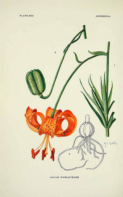 Lys