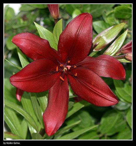 Lys