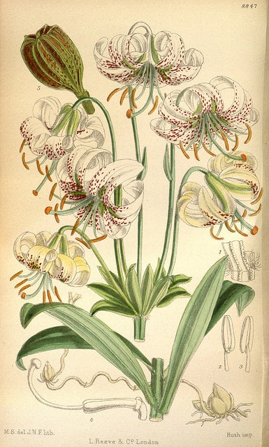 Lilium duchartrei