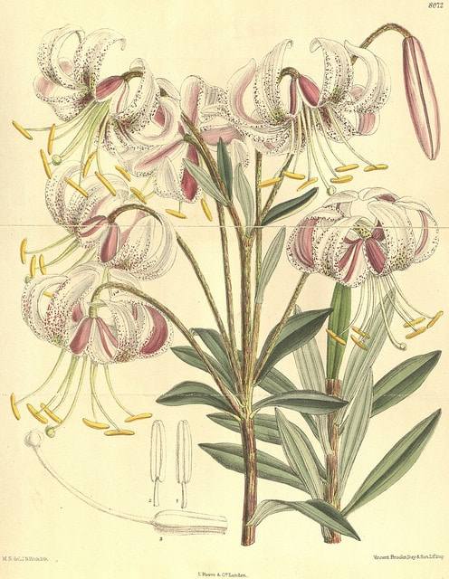 Lilium duchartrei