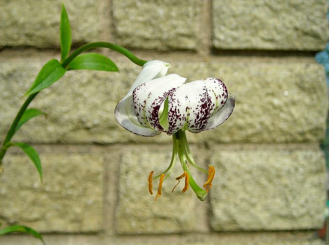 Lilium duchartrei (Lilium duchartrei)