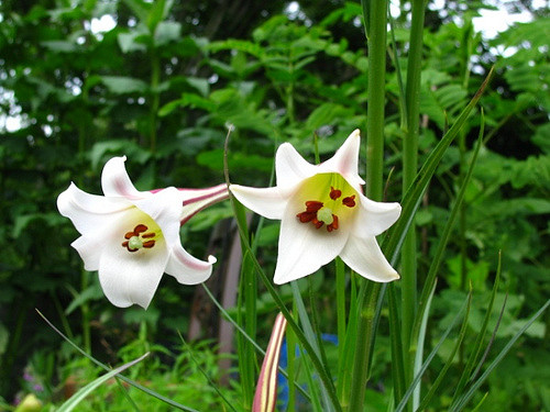 Lilium formosanum