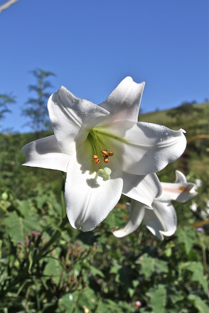 Lilium formosanum