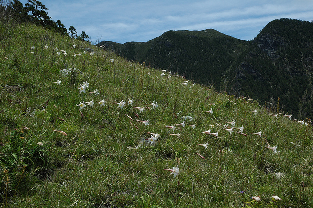 Lilium formosanum