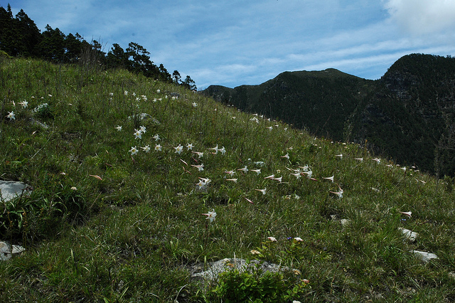 Lilium formosanum