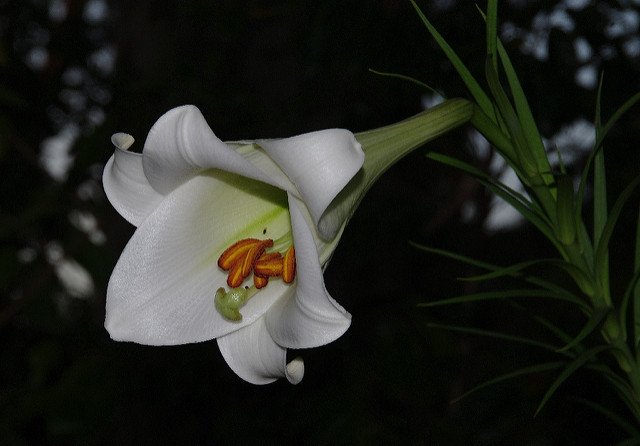 Lilium formosanum