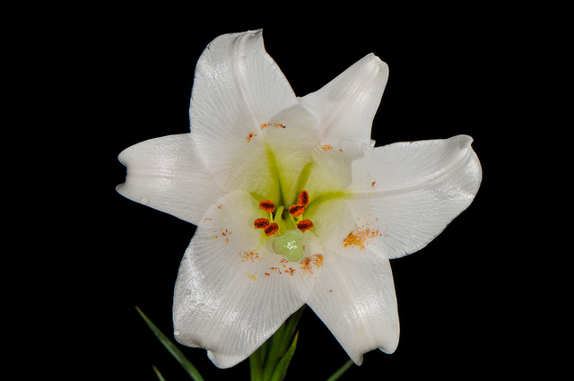 Lilium formosanum (Lilium formosanum)