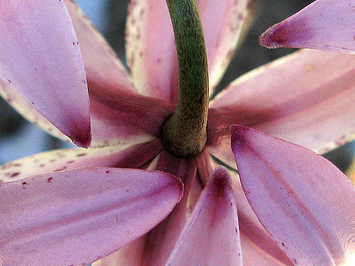 Lilium hansonii (Lilium hansonii)