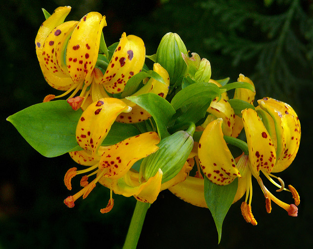 Lilium hansonii