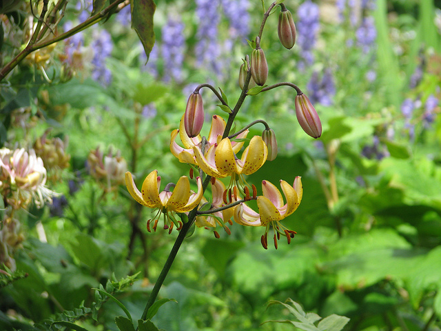 Lilium hansonii