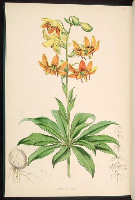 Lilium hansonii