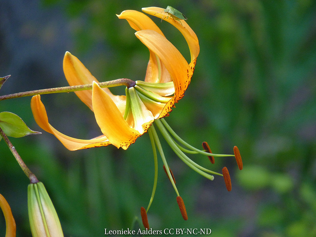 Lis de henry (Lilium henryi)