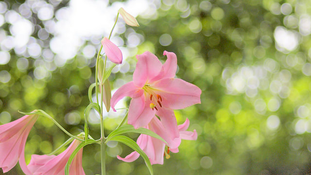 Lilium japonicum (Lilium japonicum)