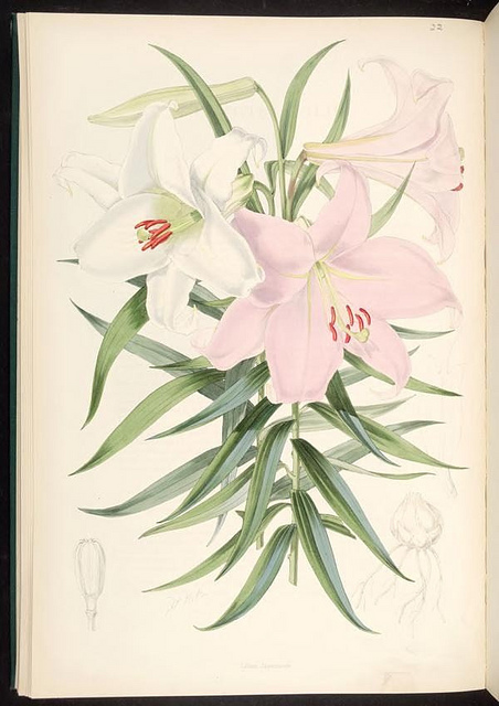 Lilium japonicum