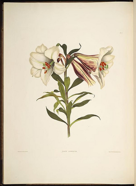 Lilium japonicum