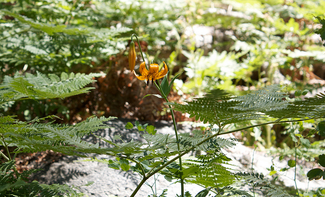 Lilium kelleyanum