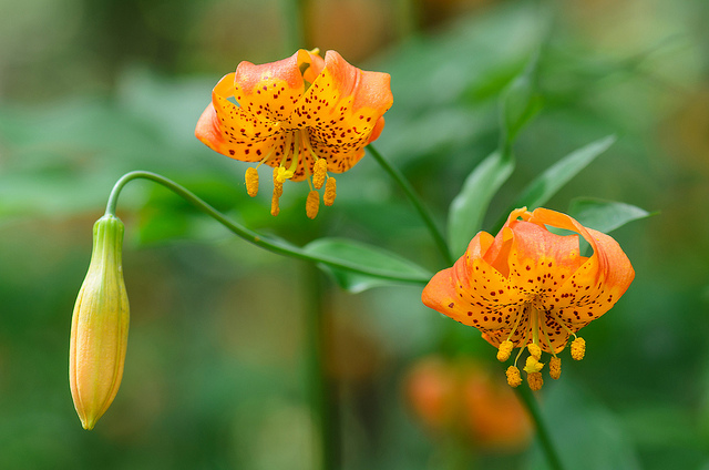 Lilium kelleyanum (Lilium kelleyanum)