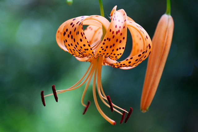 Lis tigré (Lilium lancifolium)