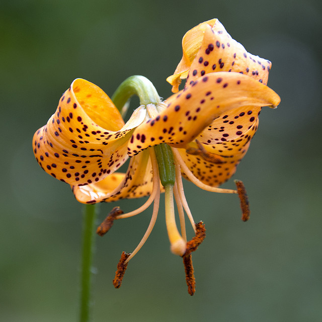 Lis de leichtlin (Lilium leichtlinii)