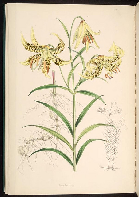 Lis de leichtlin