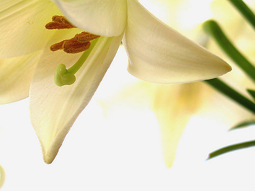 Lys de pâques