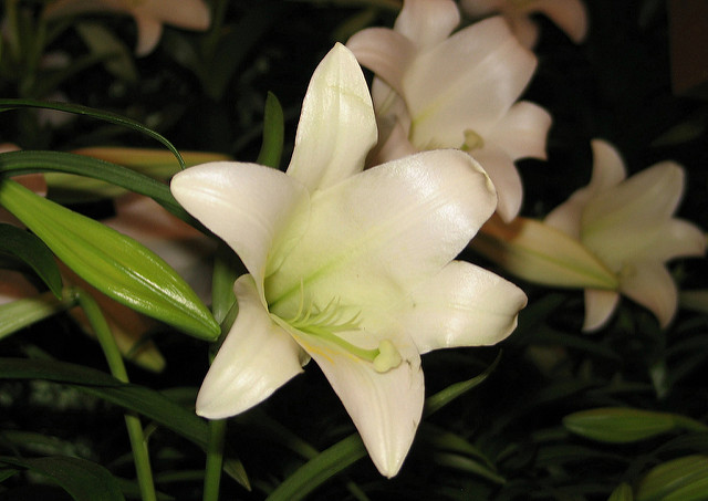 Lys de pâques