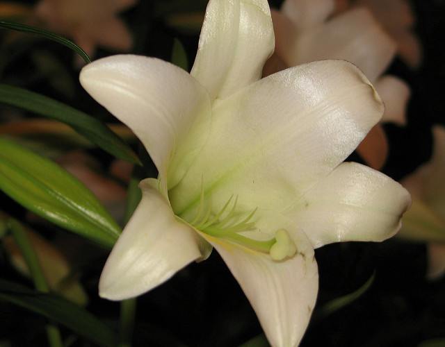 Lys de pâques