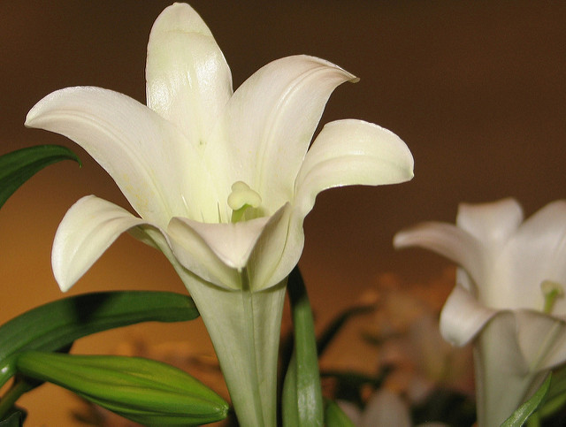 Lys de pâques