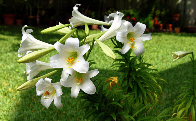 Lys de pâques (Lilium longiflorum)