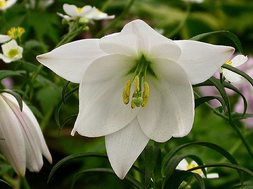 Lilium mackliniae (Lilium mackliniae)