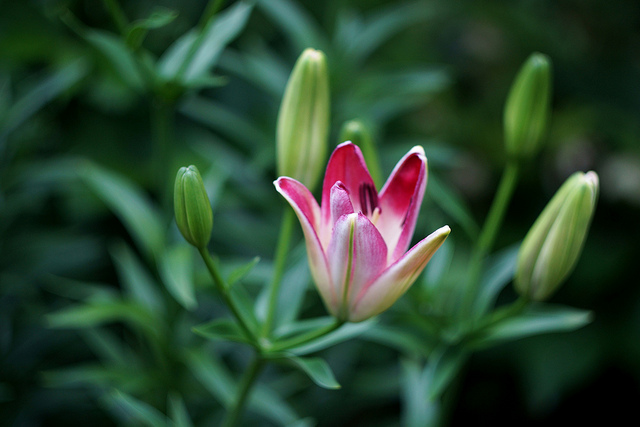 Lilium maculatum