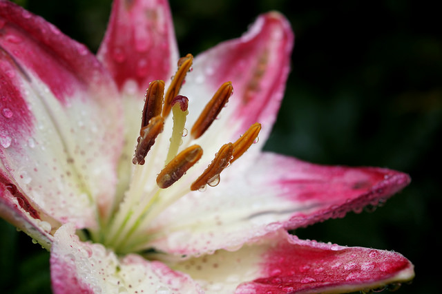 Lilium maculatum