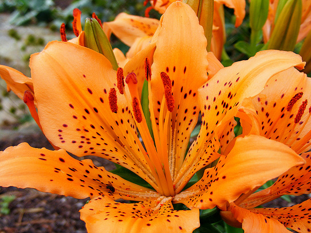 Lilium maculatum