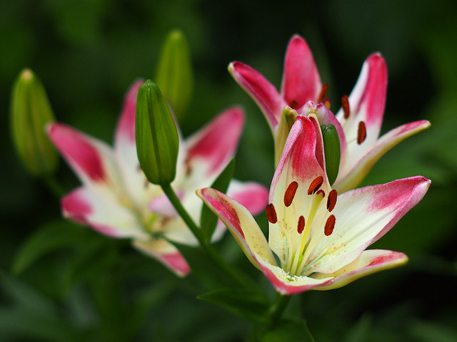Lilium maculatum
