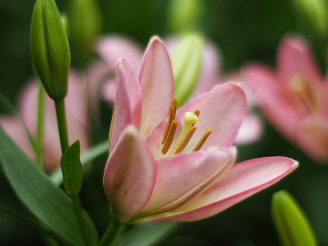Lilium maculatum