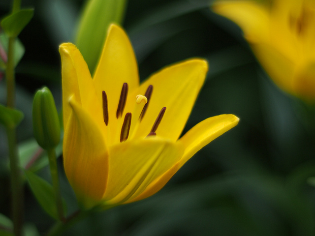 Lilium maculatum (Lilium maculatum)