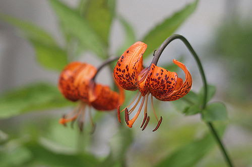 Lilium medeoloides (Lilium medeoloides)