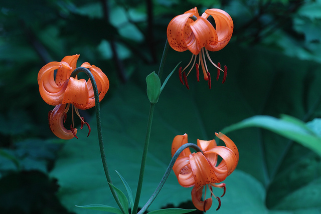 Lilium medeoloides