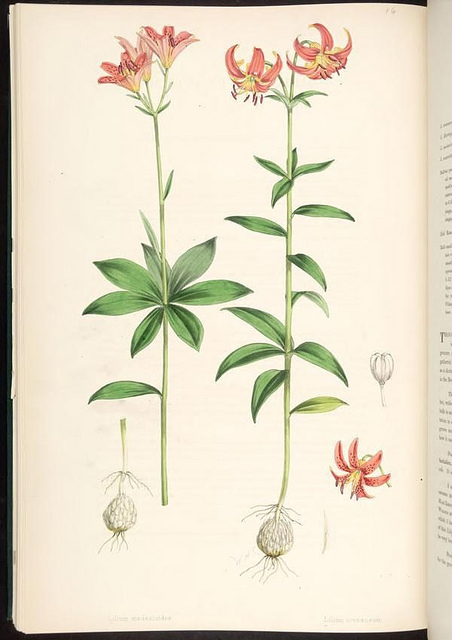 Lilium medeoloides